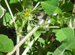 Medicago polymorpha