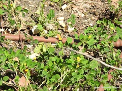 Medicago polymorpha