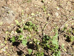 Malva sylvestris