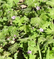 Geranium molle