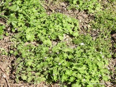 Geranium molle
