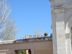 Ciconia ciconia