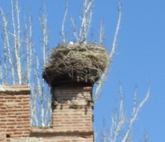 Ciconia ciconia