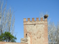 Ciconia ciconia