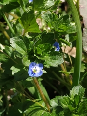 Veronica persica