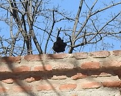 Turdus merula