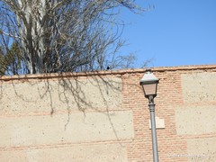 Turdus merula