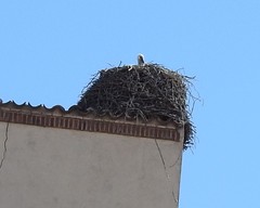Ciconia ciconia