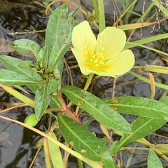 Ludwigia adscendens