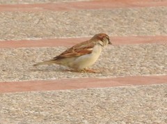 Passer domesticus