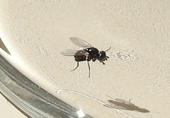 Simuliidae