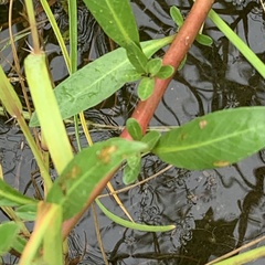 Ludwigia adscendens