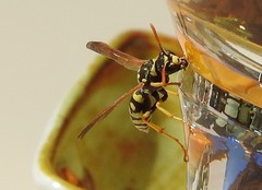 Polistes