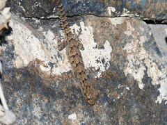 Mediodactylus heterocercus