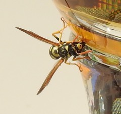 Polistes