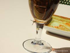 Polistes