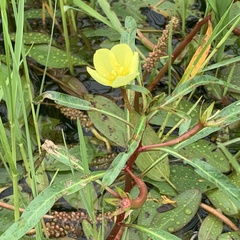 Ludwigia adscendens
