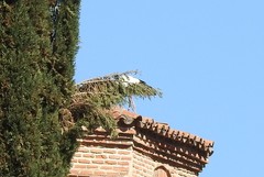 Ciconia ciconia