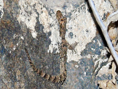 Mediodactylus heterocercus