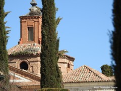 Ciconia ciconia