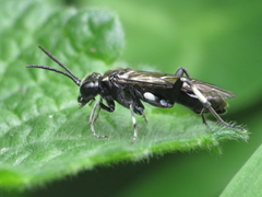 Macrophya alboannulata