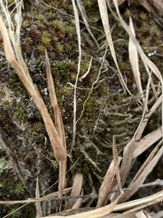 Cladonia cenotea