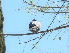 Columba palumbus