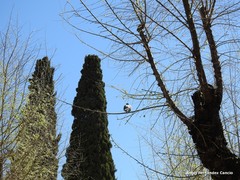 Columba palumbus