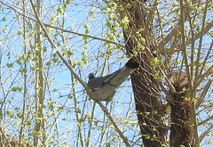 Columba palumbus