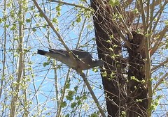 Columba palumbus