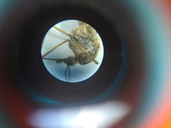 Aedes albifasciatus