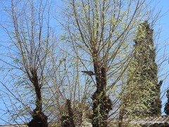 Columba palumbus