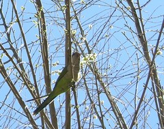 Myiopsitta monachus