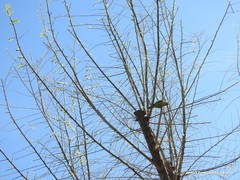 Myiopsitta monachus