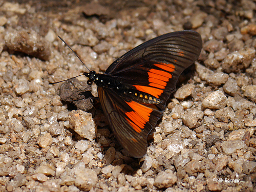 Clark’s False Acraea