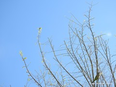 Myiopsitta monachus