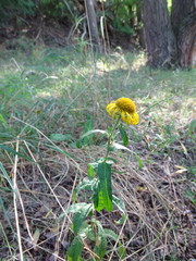 Pentanema britannica