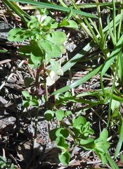 Euphorbia peplus