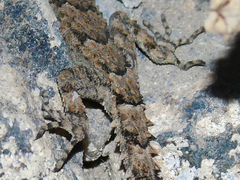 Mediodactylus heterocercus
