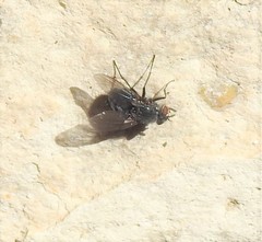 Calliphora vicina