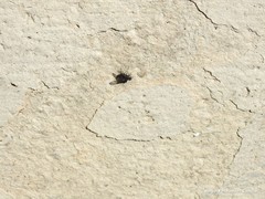 Calliphora vicina