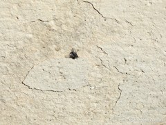 Calliphora vicina