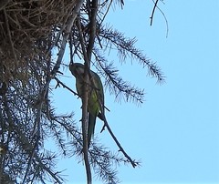 Myiopsitta monachus