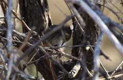 Phragmacia substriata