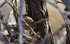 Phragmacia substriata