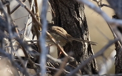 Phragmacia substriata