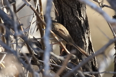 Phragmacia substriata