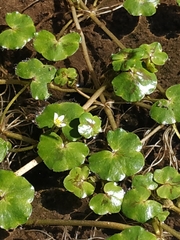 Ranunculus hederaceus