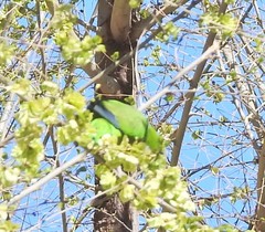 Myiopsitta monachus