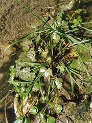 Ranunculus hederaceus